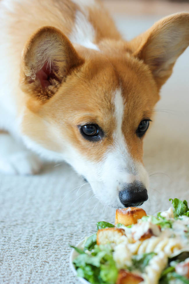 can-dogs-eat-caesar-salad-dressing