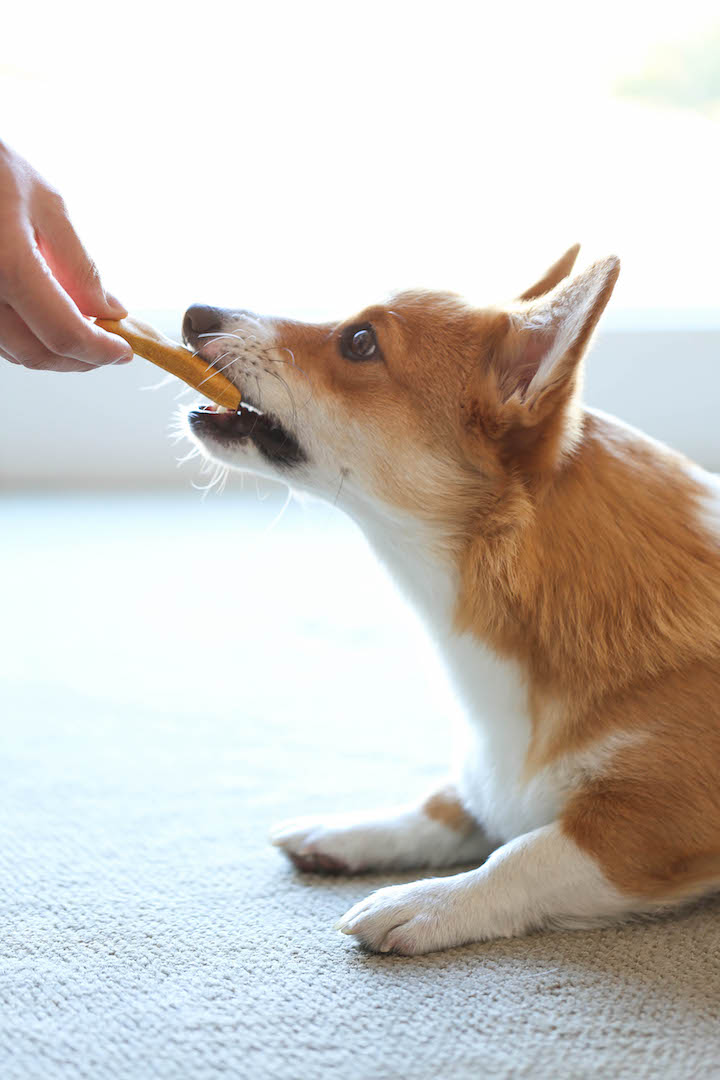 corgi puppy treats