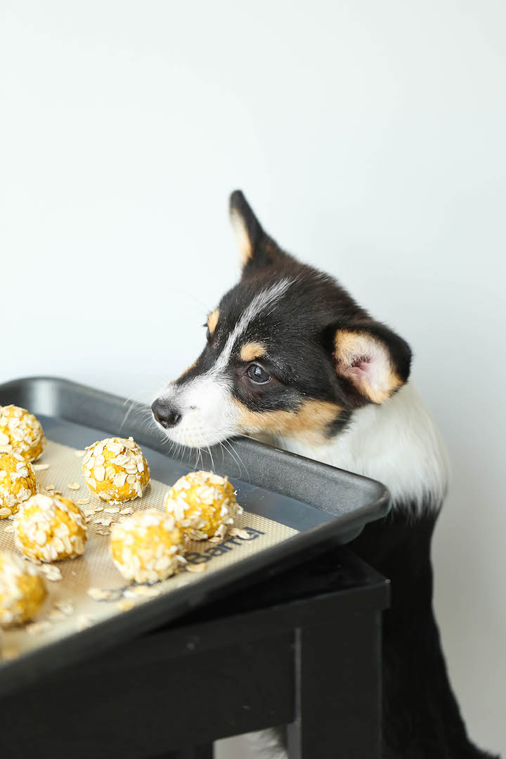 baby and dog eating popcorn