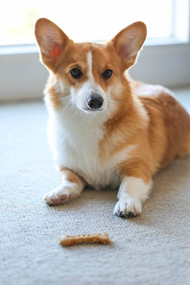 Bacon Dog Treats - These dog treats are filled with bacon goodness and nutritious oats, and your pup is sure to go crazy for these!