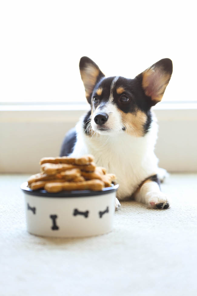 Spinach, Carrot and Zucchini Dog Treats - DIY dog treats that are nutritious, healthy and so easy to make. Plus, your pup will absolutely LOVE these!