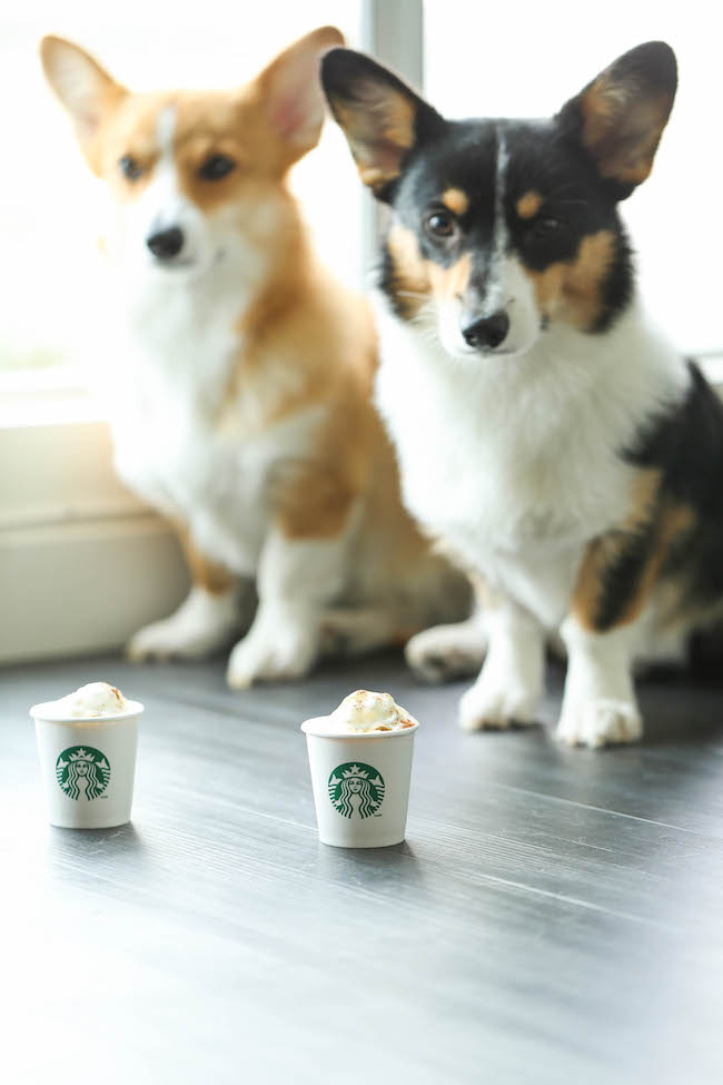 Healthy Pumpkin Puppuccinos - These pup-friendly drinks can be made in just 5 min with 5 ingredients that you already have on hand. So easy AND nutritious!