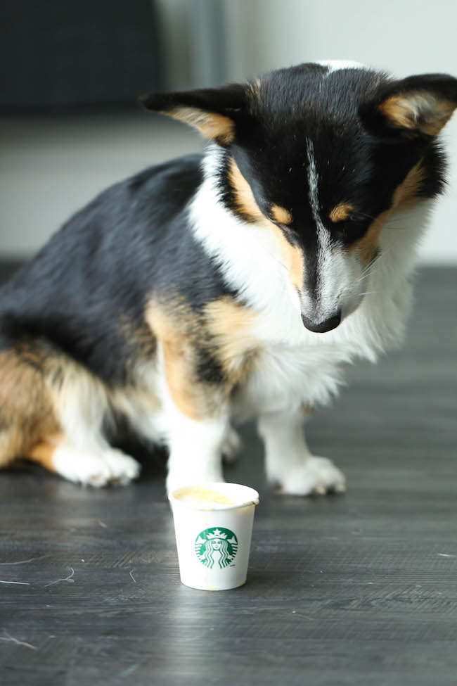 fuzzyard puppuccino