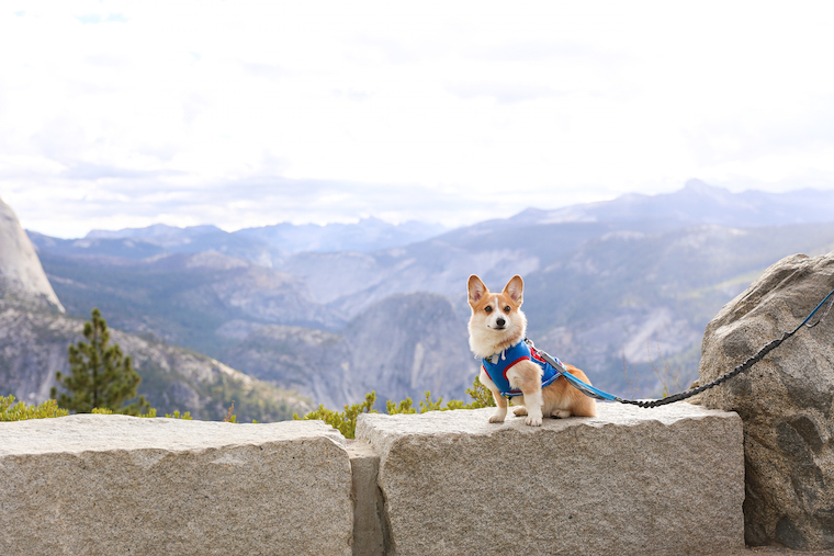 Traveling to Yosemite with a Dog - How to travel to Yosemite with your pets! Plus, some very helpful tips including dog-friendly trails at the park!