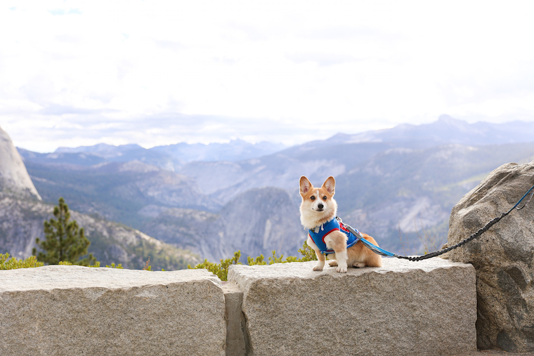 is glacier point dog friendly