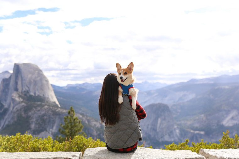 Traveling to Yosemite with a Dog - How to travel to Yosemite with your pets! Plus, some very helpful tips including dog-friendly trails at the park!