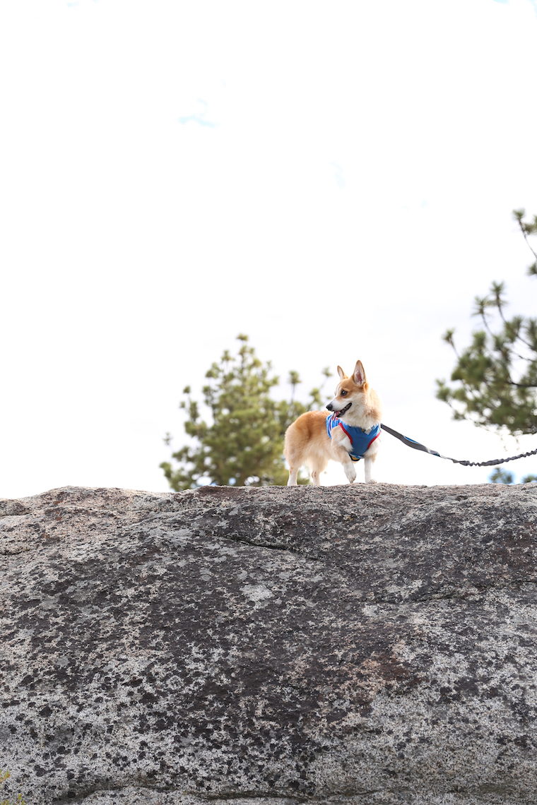 Traveling to Yosemite with a Dog - How to travel to Yosemite with your pets! Plus, some very helpful tips including dog-friendly trails at the park!