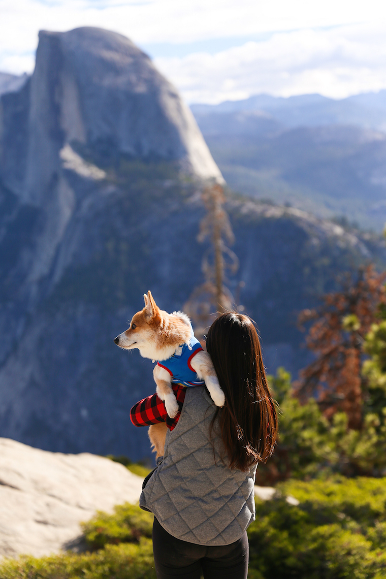 Traveling to Yosemite with a Dog - How to travel to Yosemite with your pets! Plus, some very helpful tips including dog-friendly trails at the park!