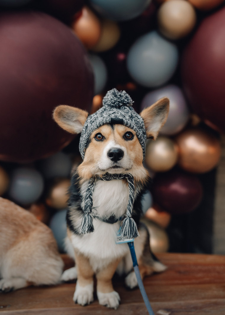 Photos: Dodgers invite TikTok dog Toby for VIP experience